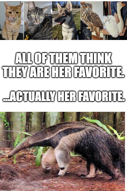 Ant Eater | ALL OF THEM THINK THEY ARE HER FAVORITE. ...ACTUALLY HER FAVORITE. | image tagged in animals,ant eater,cat,dog | made w/ Imgflip meme maker