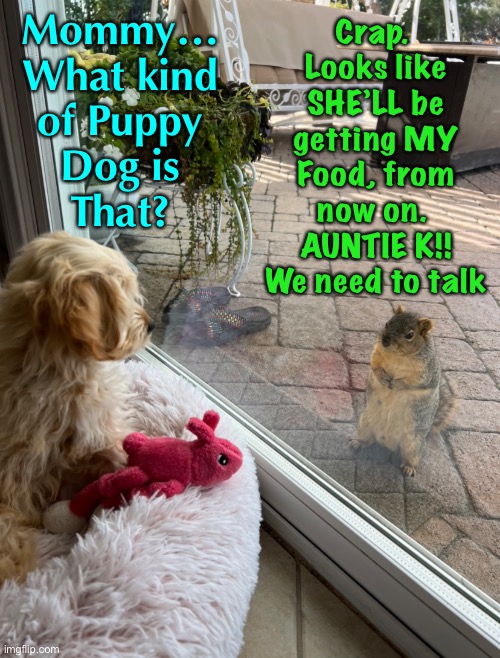 There’s a new member in the family | Crap. 
Looks like
SHE’LL be
getting MY
Food, from
now on. 
AUNTIE K!!
We need to talk; Mommy…
What kind
of Puppy
Dog is
That? | image tagged in memes,puppy,vs sumo squirrel | made w/ Imgflip meme maker