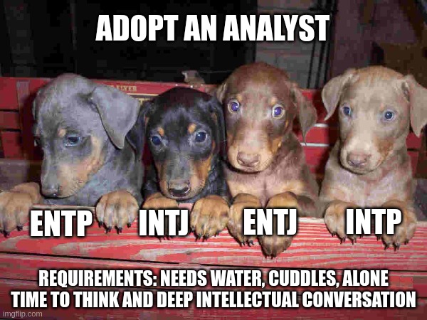 Adopt an Analyst | ADOPT AN ANALYST; INTP; ENTP; ENTJ; INTJ; REQUIREMENTS: NEEDS WATER, CUDDLES, ALONE TIME TO THINK AND DEEP INTELLECTUAL CONVERSATION | image tagged in memes,mbti,myers briggs,analyst,personality,entp | made w/ Imgflip meme maker
