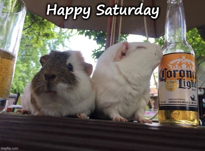 Happy Saturday | Happy Saturday | image tagged in guinea pig,cobayas | made w/ Imgflip meme maker