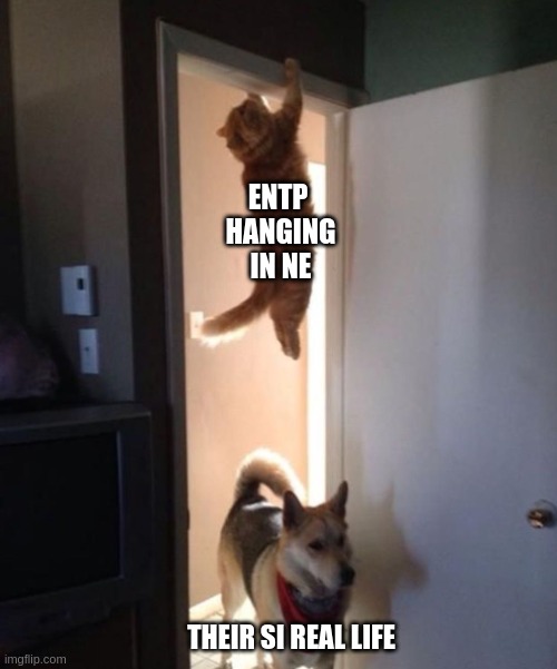 ENTP hanging | ENTP 
HANGING
IN NE; THEIR SI REAL LIFE | image tagged in scared cat,mbti,myers briggs,personality,entp,memes | made w/ Imgflip meme maker