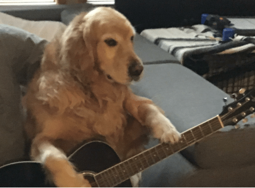 High Quality dog with guitar Blank Meme Template