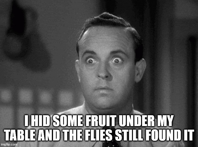 Hide & seek for flies | I HID SOME FRUIT UNDER MY TABLE AND THE FLIES STILL FOUND IT | image tagged in shocked face | made w/ Imgflip meme maker