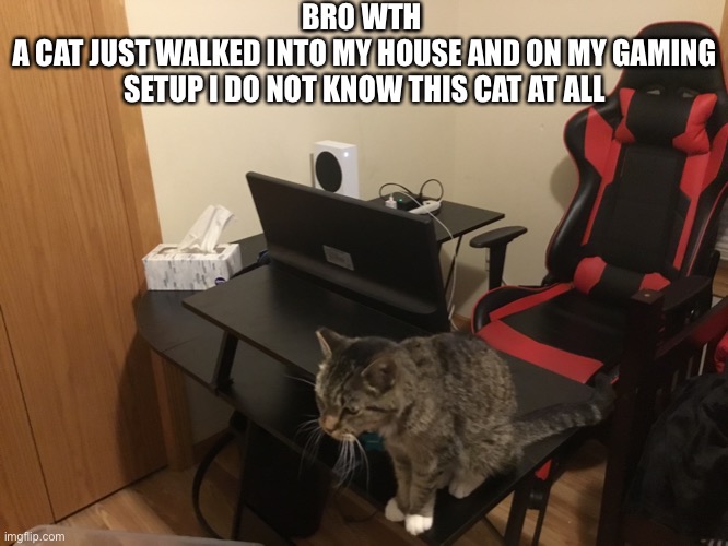 For your information, I pet him. | BRO WTH 
A CAT JUST WALKED INTO MY HOUSE AND ON MY GAMING SETUP I DO NOT KNOW THIS CAT AT ALL | image tagged in cat,gaming,cat gaming,cute cat | made w/ Imgflip meme maker
