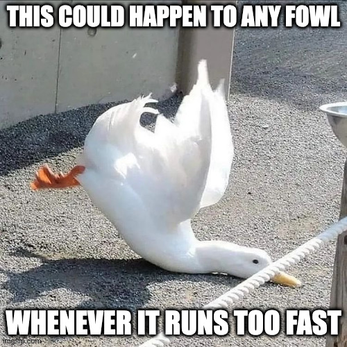 Duck Falling Neck Down | THIS COULD HAPPEN TO ANY FOWL; WHENEVER IT RUNS TOO FAST | image tagged in duck,memes | made w/ Imgflip meme maker