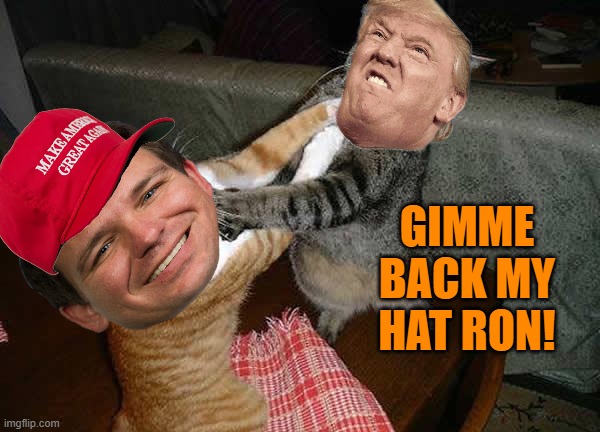 Two cats fighting for real | GIMME BACK MY HAT RON! | image tagged in two cats fighting for real | made w/ Imgflip meme maker