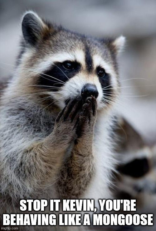 surprised raccoon | STOP IT KEVIN, YOU'RE BEHAVING LIKE A MONGOOSE | image tagged in surprised raccoon | made w/ Imgflip meme maker