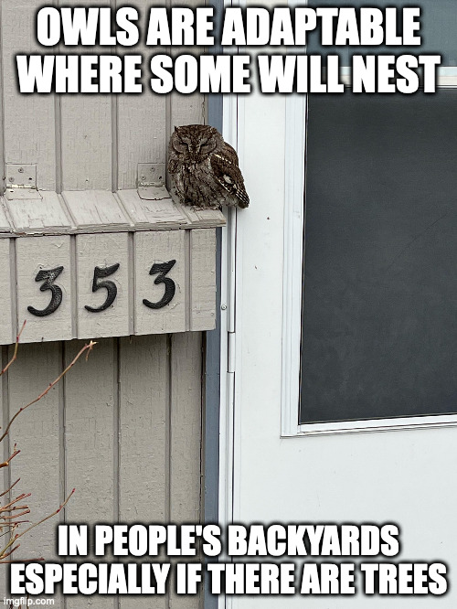 Owl on a Mailbox |  OWLS ARE ADAPTABLE WHERE SOME WILL NEST; IN PEOPLE'S BACKYARDS ESPECIALLY IF THERE ARE TREES | image tagged in owl,mailbox,memes | made w/ Imgflip meme maker