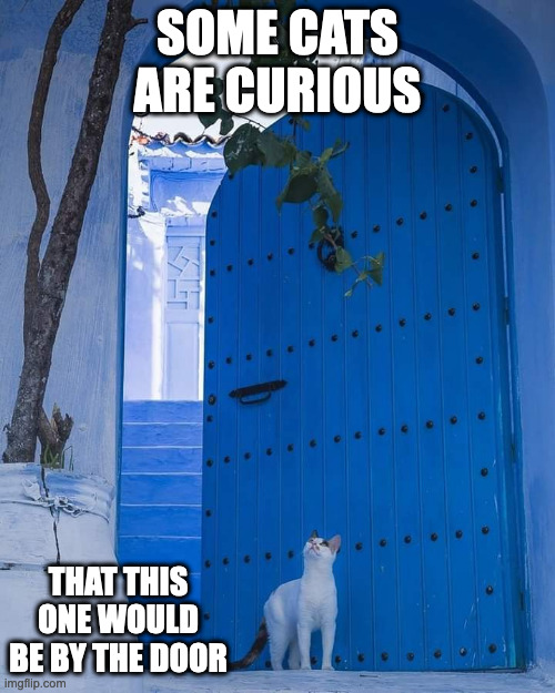 Cat by the Door | SOME CATS ARE CURIOUS; THAT THIS ONE WOULD BE BY THE DOOR | image tagged in cats,memes | made w/ Imgflip meme maker