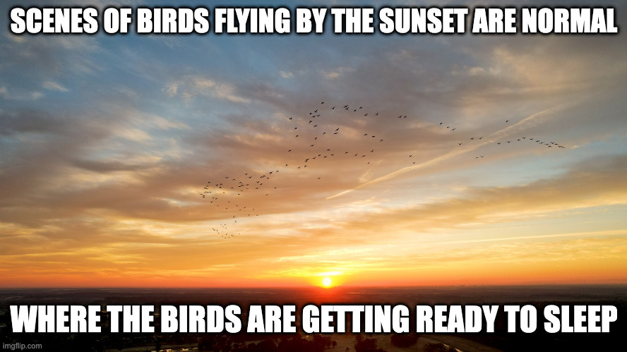 Birds in the Sunset | SCENES OF BIRDS FLYING BY THE SUNSET ARE NORMAL; WHERE THE BIRDS ARE GETTING READY TO SLEEP | image tagged in sunset,birds,memes | made w/ Imgflip meme maker