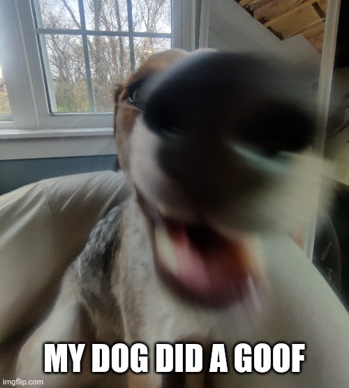 MY DOG DID A GOOF | made w/ Imgflip meme maker