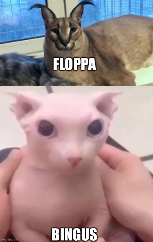 FLOPPA; BINGUS | image tagged in floppa,bingus | made w/ Imgflip meme maker