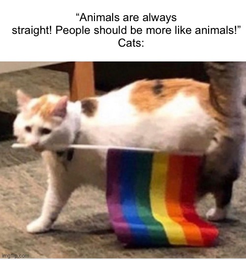 Mhm, right | “Animals are always straight! People should be more like animals!”
   Cats: | image tagged in cats | made w/ Imgflip meme maker