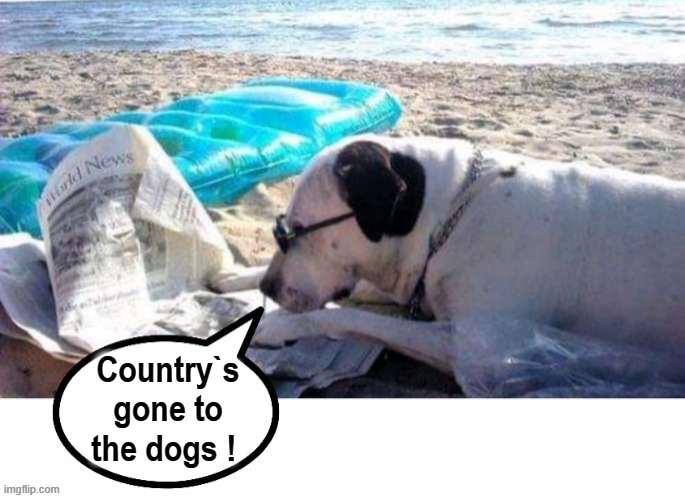 What next ? | Country`s
gone to
the dogs ! | image tagged in who let the dogs out | made w/ Imgflip meme maker