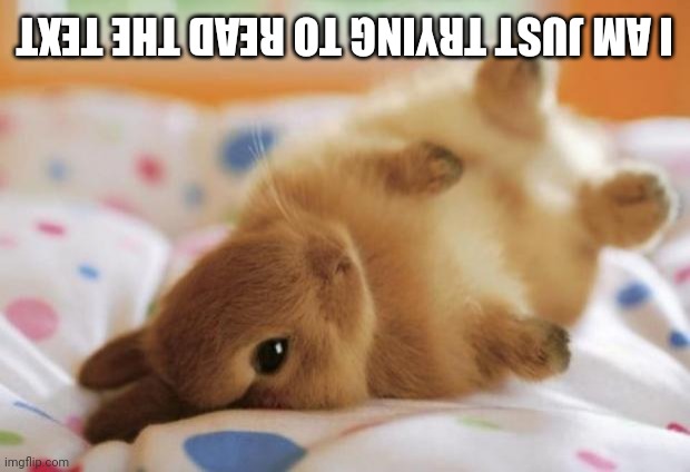 Bunny |  I AM JUST TRYING TO READ THE TEXT | image tagged in bunny | made w/ Imgflip meme maker