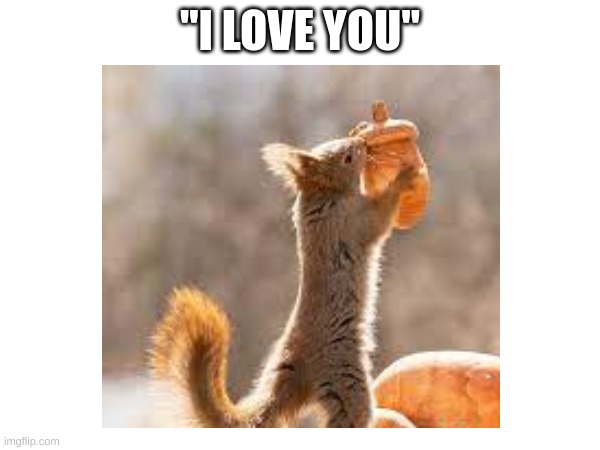 funny squirrel |  "I LOVE YOU" | image tagged in squirrel | made w/ Imgflip meme maker