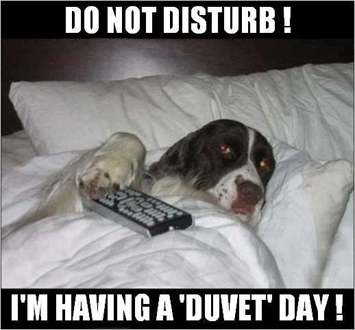 A Deserved 'Duvet' Day ! | DO NOT DISTURB ! I'M HAVING A 'DUVET' DAY ! | image tagged in dogs,do not disturb,duvet day | made w/ Imgflip meme maker