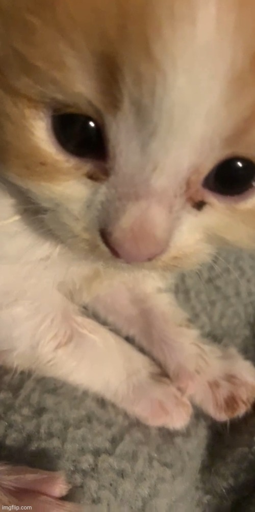 Goober cat | image tagged in goober cat | made w/ Imgflip meme maker