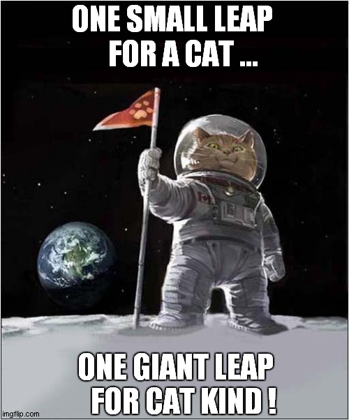 First Catstronaut On The Moon ! | ONE SMALL LEAP 
   FOR A CAT ... ONE GIANT LEAP
   FOR CAT KIND ! | image tagged in cats,astronaut,moon landing,one giant leap | made w/ Imgflip meme maker
