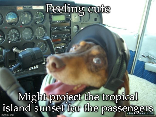 Tropical dog | Feeling cute; Might project the tropical island sunset for the passengers | image tagged in pilot dog,plane,sunset | made w/ Imgflip meme maker