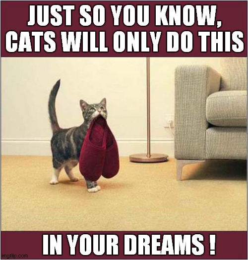Where's My Slippers ? | JUST SO YOU KNOW,
CATS WILL ONLY DO THIS; IN YOUR DREAMS ! | image tagged in cats,slippers,dreams | made w/ Imgflip meme maker