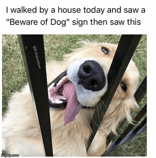animal memes #1 | image tagged in dog,too cute,aww,adorable,animals | made w/ Imgflip meme maker