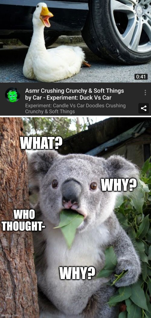 Getting creative | WHAT? WHY? WHO THOUGHT-; WHY? | image tagged in memes,surprised koala,wtf,cursed,meme | made w/ Imgflip meme maker
