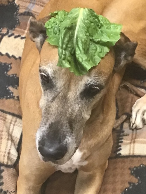 Lettuce dog :) | made w/ Imgflip meme maker