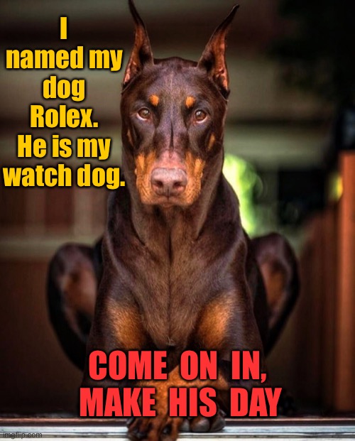 Rolex | I named my dog Rolex.
He is my watch dog. COME  ON  IN,  MAKE  HIS  DAY | image tagged in rolex my watch dog,come on in,make his day,fun | made w/ Imgflip meme maker