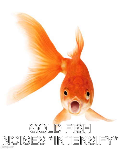 Goldfish | GOLD FISH NOISES *INTENSIFY* | image tagged in goldfish | made w/ Imgflip meme maker