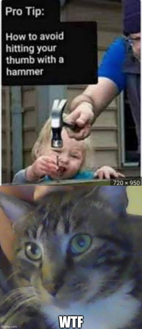 ........ | WTF | image tagged in memes,cats,funny,hold up | made w/ Imgflip meme maker