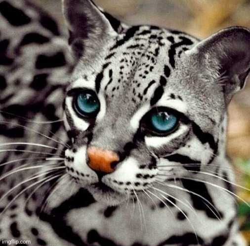 Blue eyed Ocelot | image tagged in beautiful,big cats,awesome,photography | made w/ Imgflip meme maker
