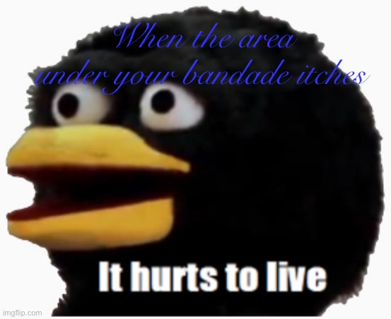 Relatable | When the area under your bandade itches | image tagged in it hurts to live,dhmis,duck | made w/ Imgflip meme maker