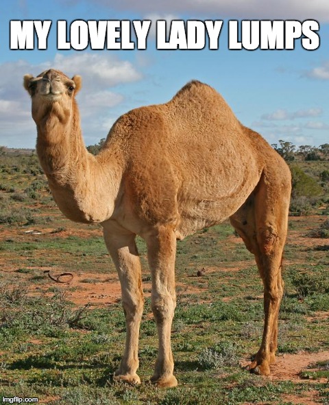 MY LOVELY LADY LUMPS | image tagged in camelsxd | made w/ Imgflip meme maker