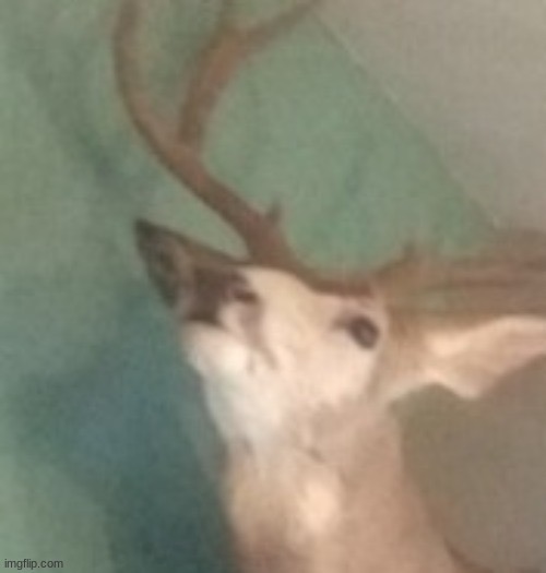 Remember who’s deer head this is? | image tagged in mookies deer | made w/ Imgflip meme maker