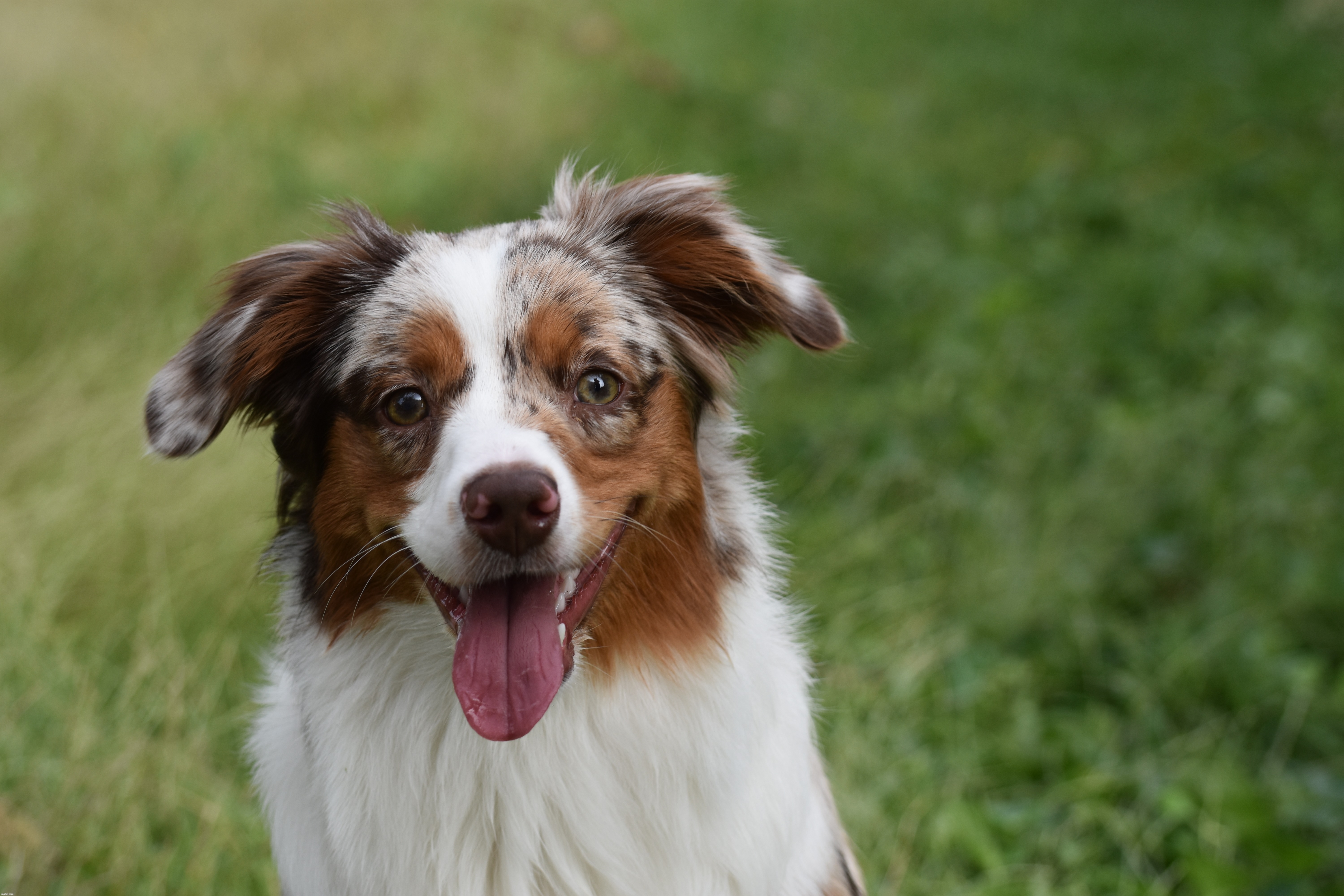 Dora | image tagged in grand-dog,dora | made w/ Imgflip meme maker