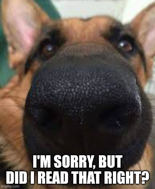 German shepherd but funni | I'M SORRY, BUT DID I READ THAT RIGHT? | image tagged in german shepherd but funni | made w/ Imgflip meme maker