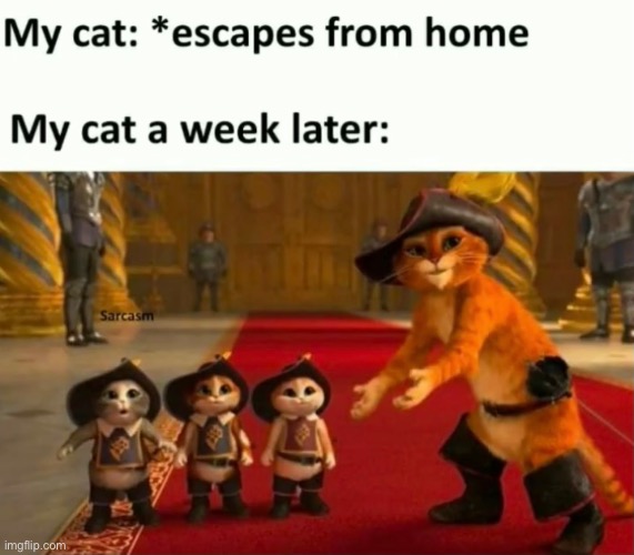 wee | image tagged in cat | made w/ Imgflip meme maker