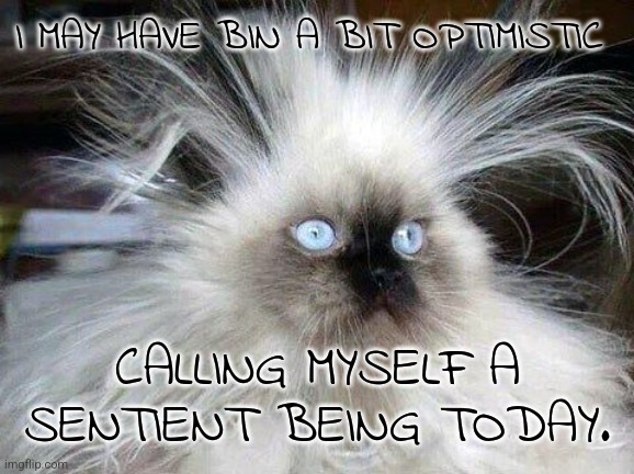 Crazy Hair Cat | I MAY HAVE BIN A BIT OPTIMISTIC; CALLING MYSELF A SENTIENT BEING TODAY. | image tagged in crazy hair cat | made w/ Imgflip meme maker