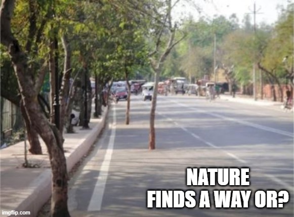 Can't Walk, Can't Drive | NATURE FINDS A WAY OR? | image tagged in you had one job | made w/ Imgflip meme maker