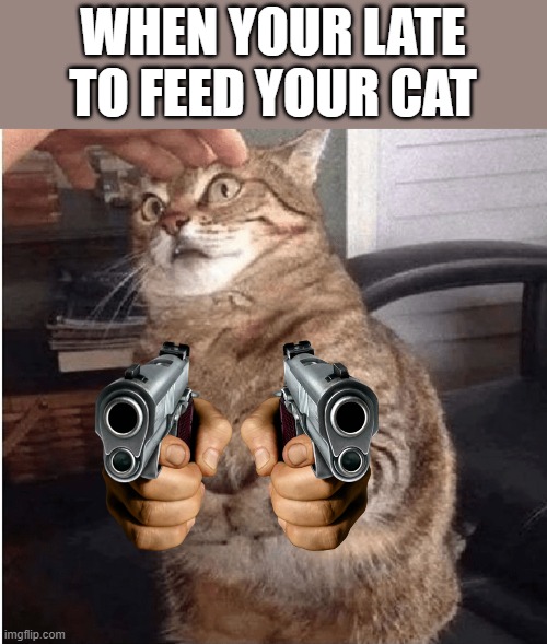 GO CRAZY IN THE CHAT | WHEN YOUR LATE TO FEED YOUR CAT | image tagged in meme,lol,fun | made w/ Imgflip meme maker