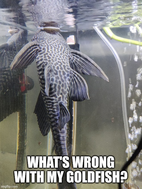 WHAT'S WRONG WITH MY GOLDFISH? | made w/ Imgflip meme maker