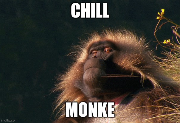 chill monke | CHILL; MONKE | image tagged in fun,monkey | made w/ Imgflip meme maker