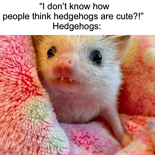 Hedgehogs are cute! | “I don’t know how people think hedgehogs are cute?!” 
  Hedgehogs: | image tagged in hedgehogs | made w/ Imgflip meme maker