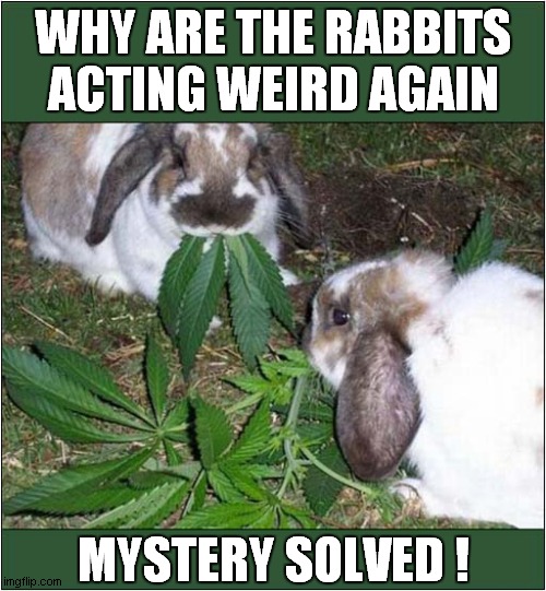 That's Not Lettuce ! | WHY ARE THE RABBITS ACTING WEIRD AGAIN; MYSTERY SOLVED ! | image tagged in rabbits,cannabis,front page | made w/ Imgflip meme maker
