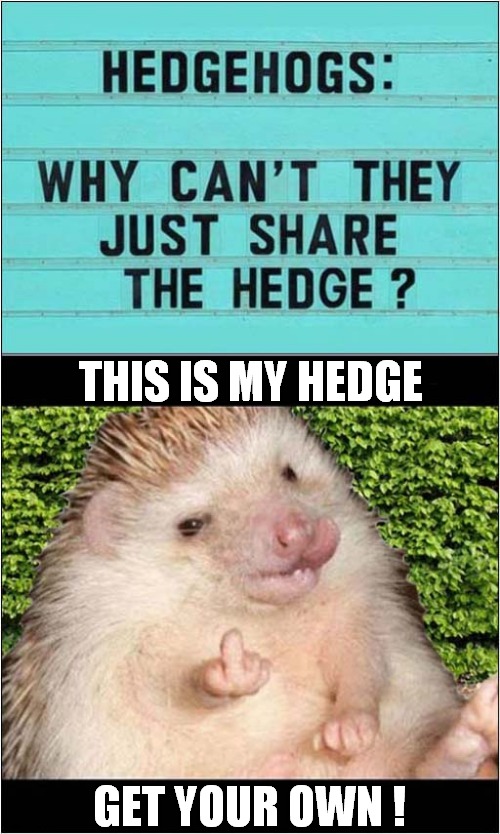 Selfish Hedgehogs ! | THIS IS MY HEDGE; GET YOUR OWN ! | image tagged in hedgehog,selfish | made w/ Imgflip meme maker
