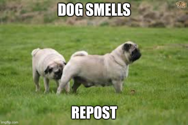 Dog Sniff | DOG SMELLS REPOST | image tagged in dog sniff | made w/ Imgflip meme maker