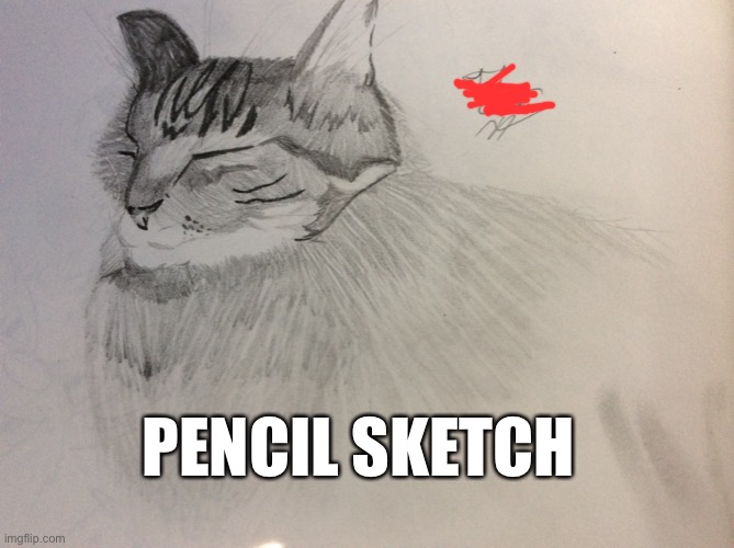 PENCIL SKETCH | image tagged in cats,pencil sketch,art,drawings,drawing | made w/ Imgflip meme maker
