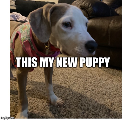 Thinking dog | THIS MY NEW PUPPY | made w/ Imgflip meme maker