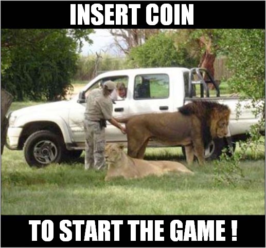 Soon To Be Slaughtered ! | INSERT COIN; TO START THE GAME ! | image tagged in lions,slaughter,dark humour | made w/ Imgflip meme maker